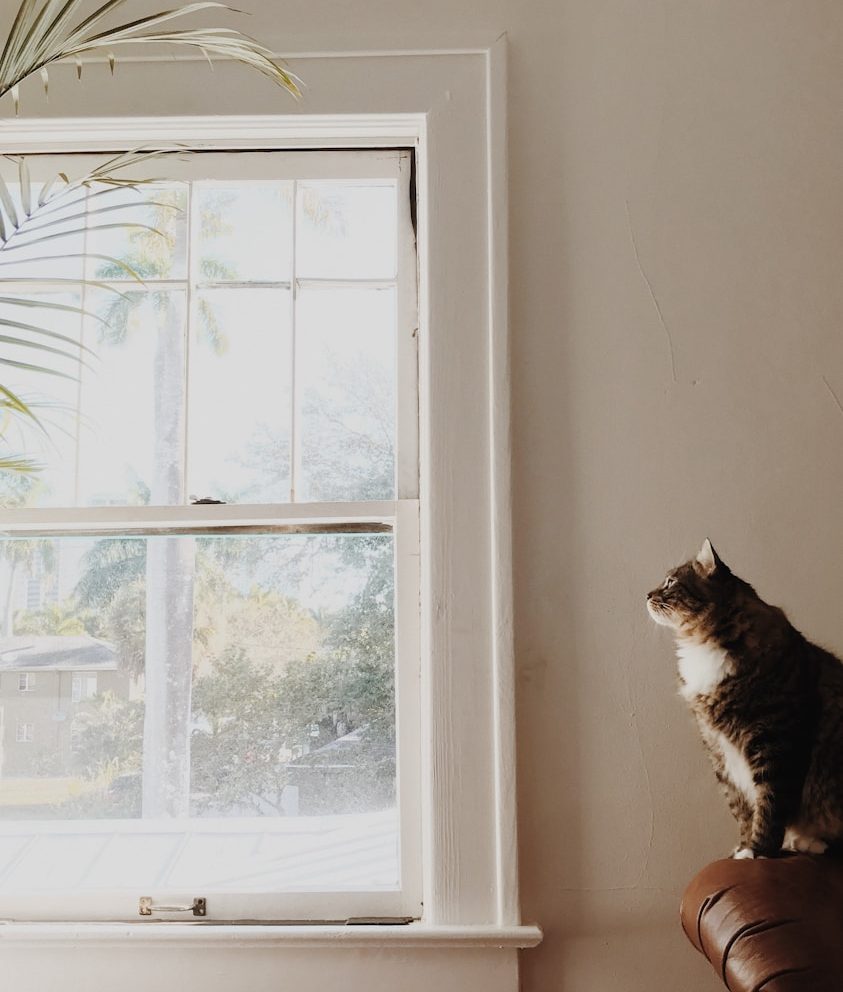 Eine getigerte Katze sitzt auf einer Fensterbank und sieht nach draußen auf eine Palme.